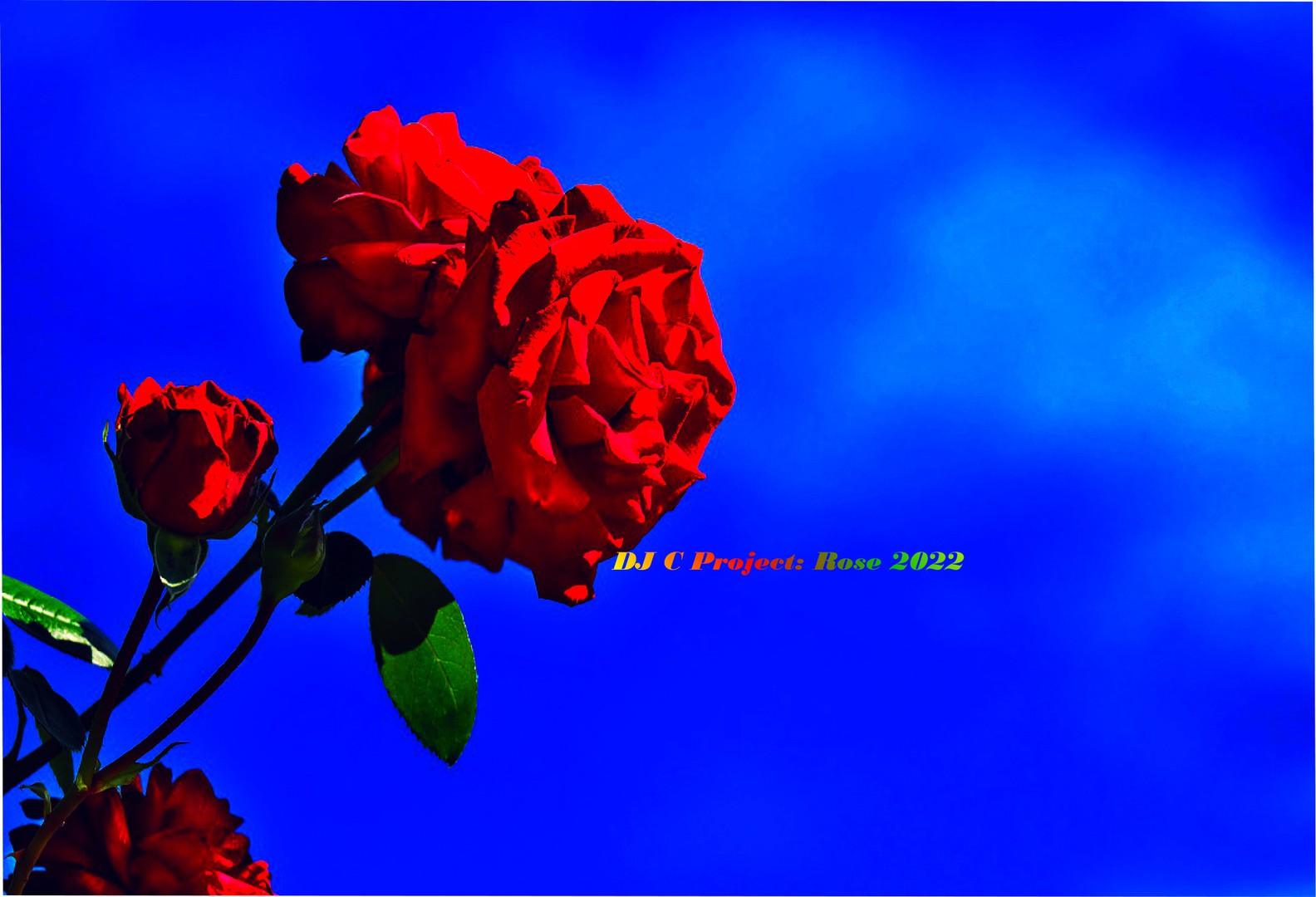 DJ C Project: Rose 2022