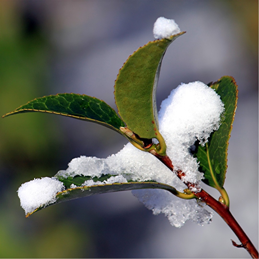 Winterliche Ansicht
