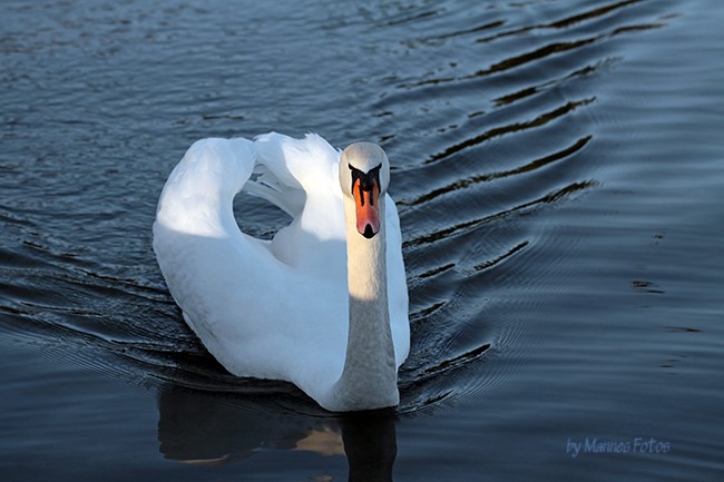Schwan im Abendlicht des Britzer Garten Berlin