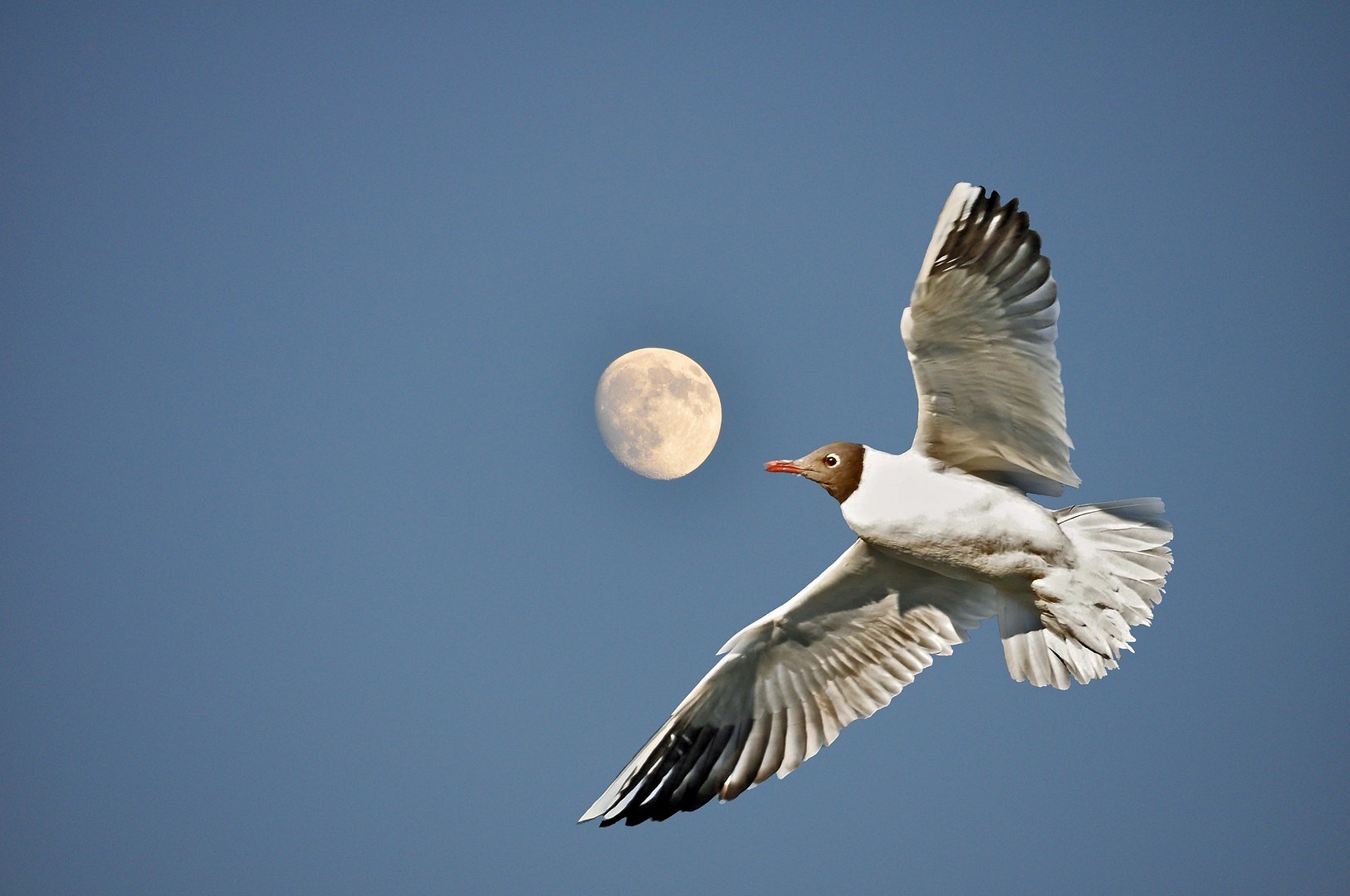 Mondmöwe