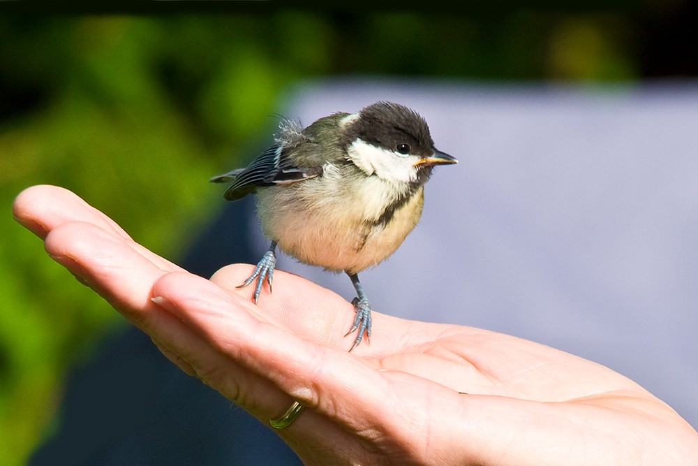 In einer vertrauten Hand!