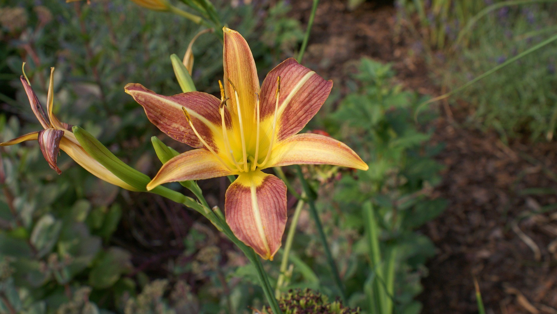Blume