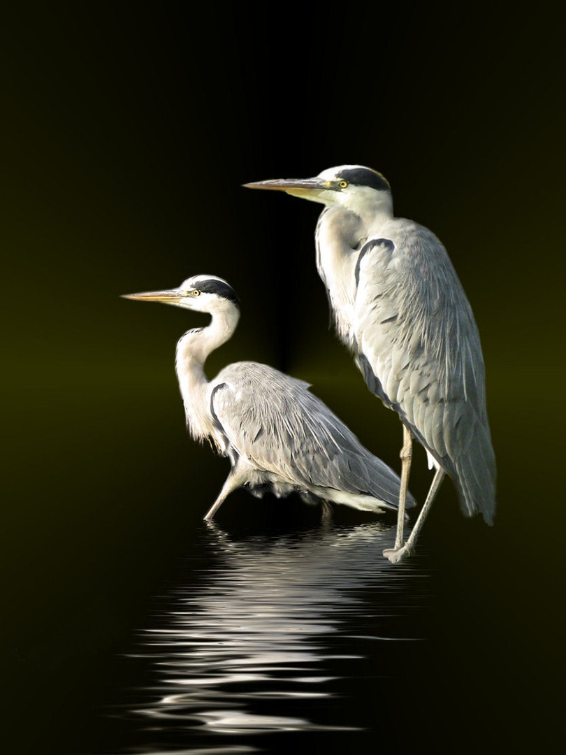 fischreiher