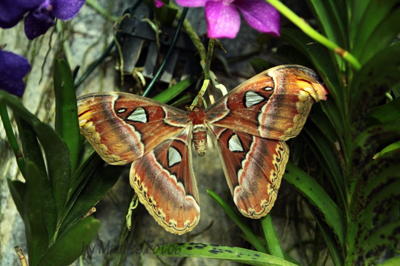 Atlasspinner