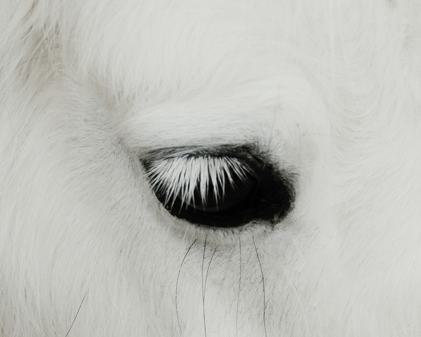 Pony Mädchen
