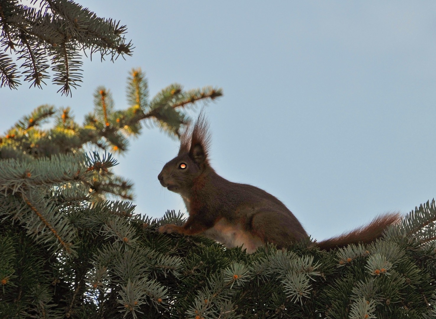 Eichhörnchen mit Glühaugen