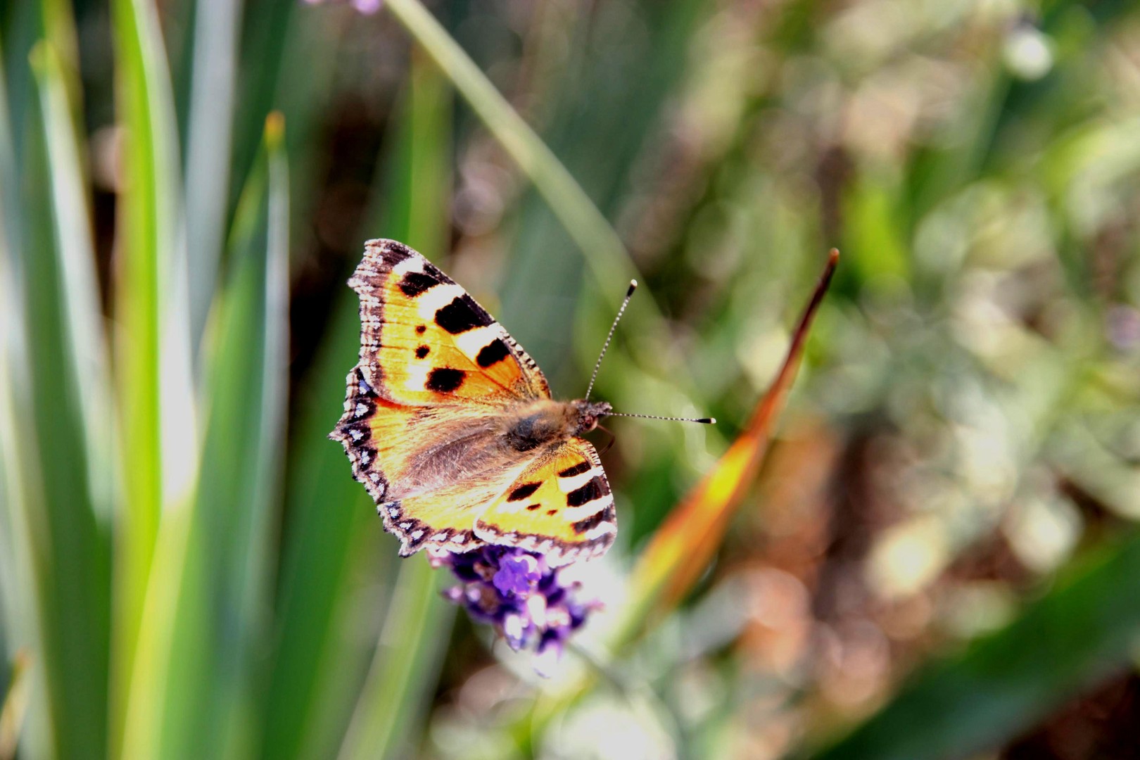 Schmetterling im Flug...