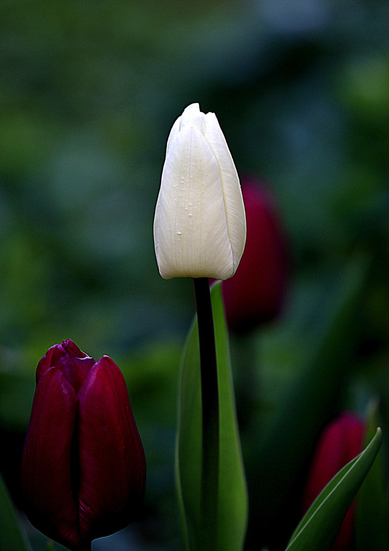 Tulpenfrühling 2