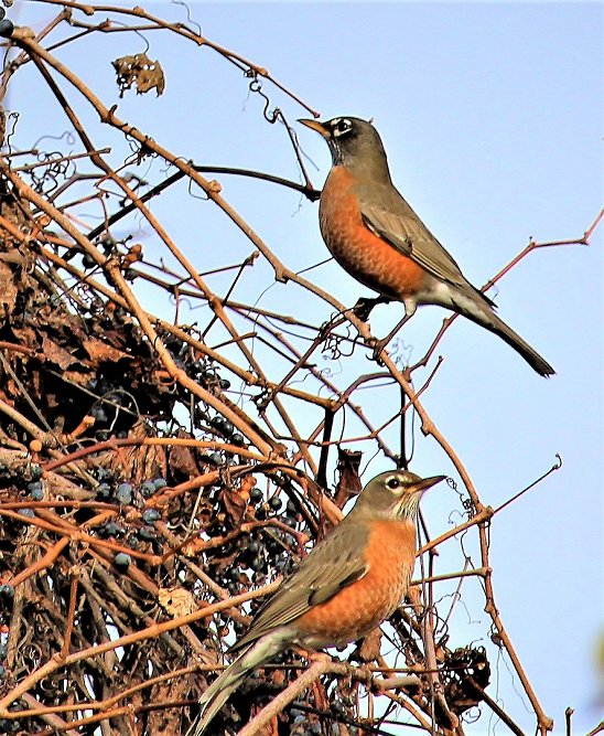 Some Robins... chilling in Trenton Ontario Canada