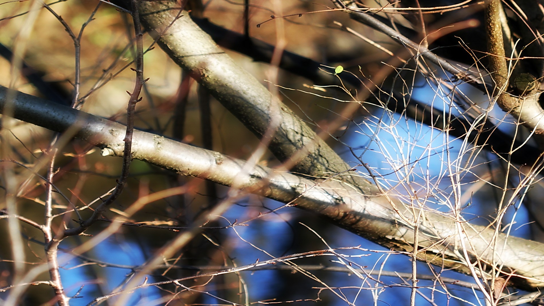 ein grünes Blatt mitten im Winter