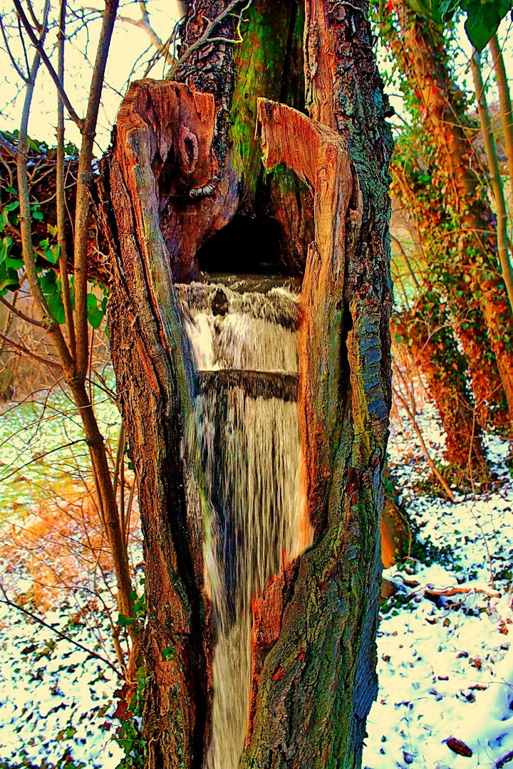 im innern der Baumrinde