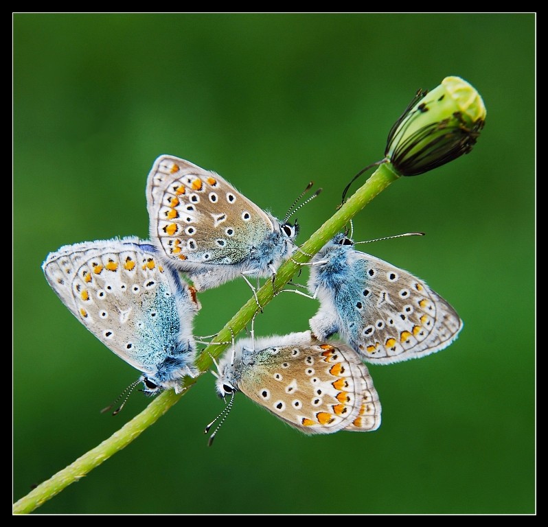 vlinders