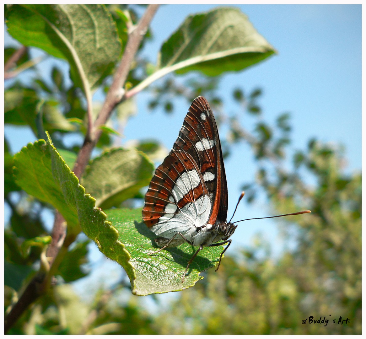 DER SOMMER KANN KOMMEN