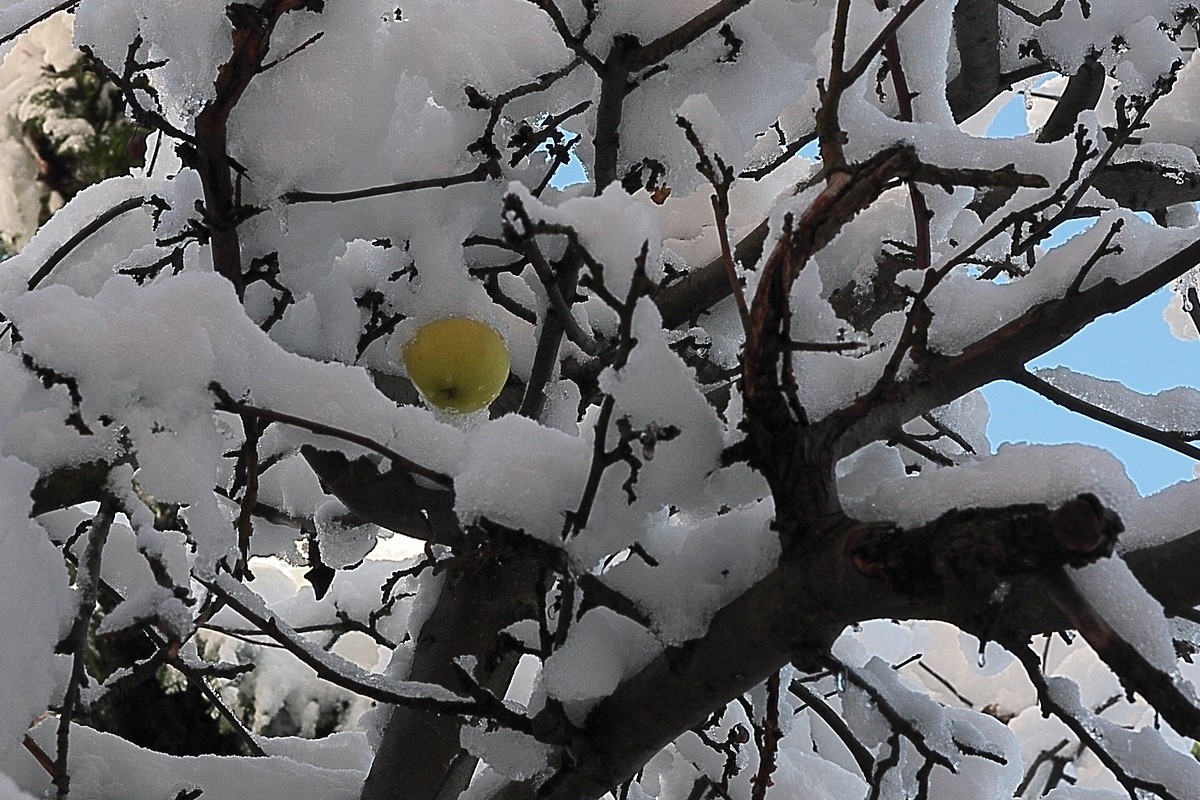 Überlebenskünstler