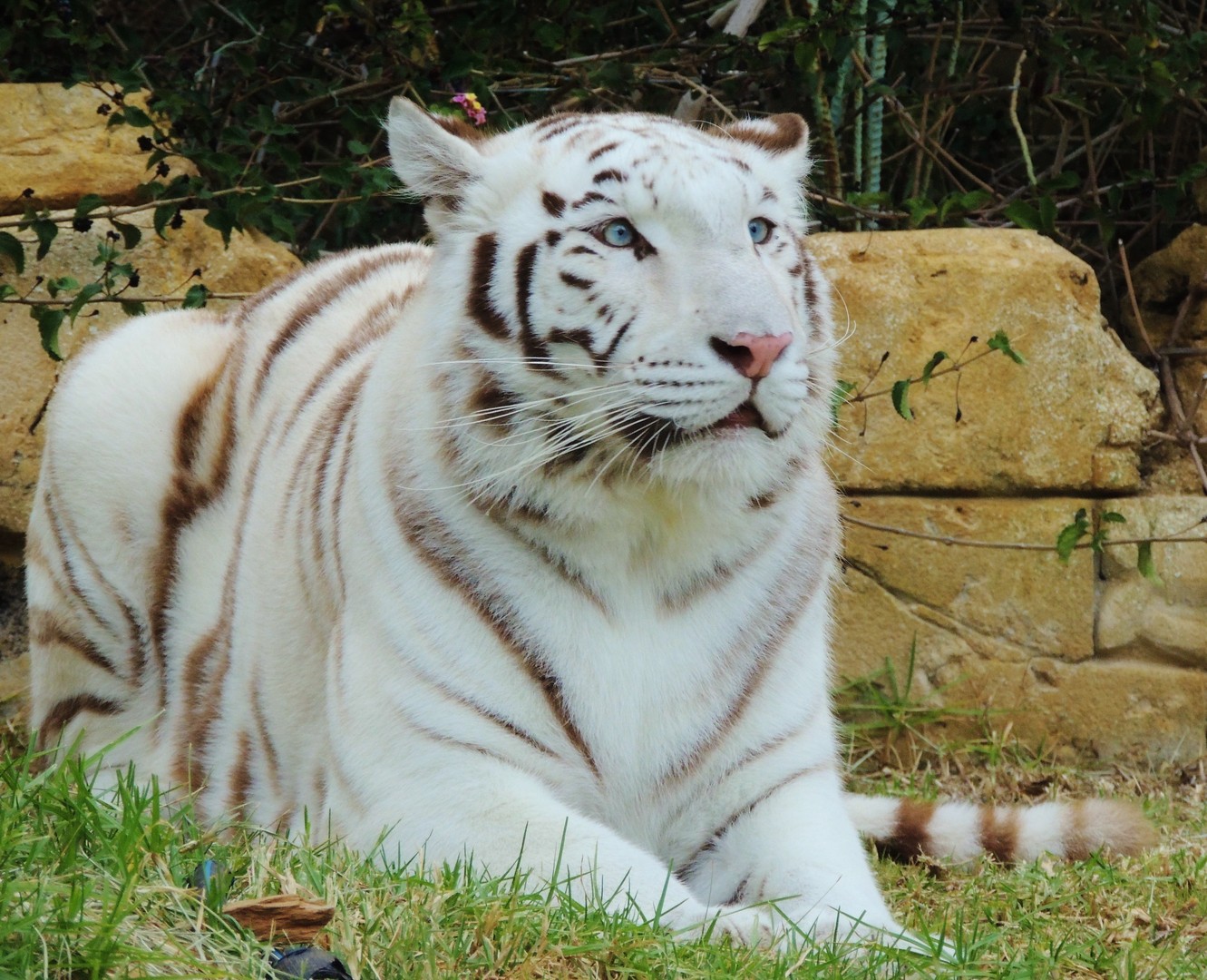 Fat Tiger