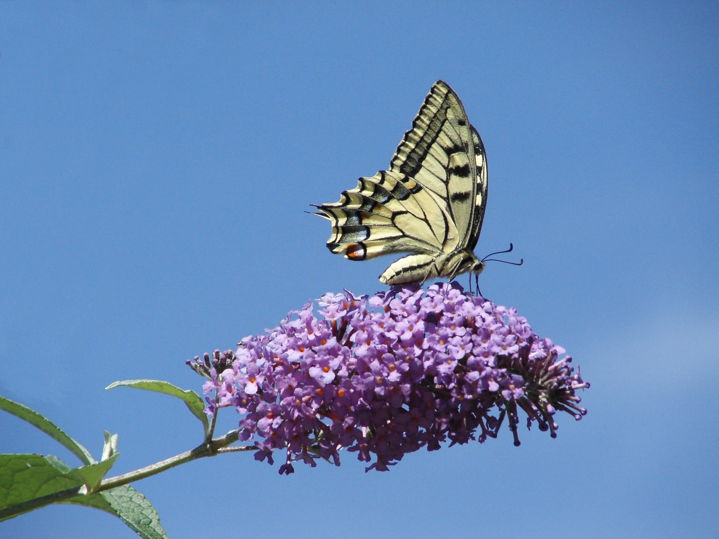 Ein hübsches Kleid.....