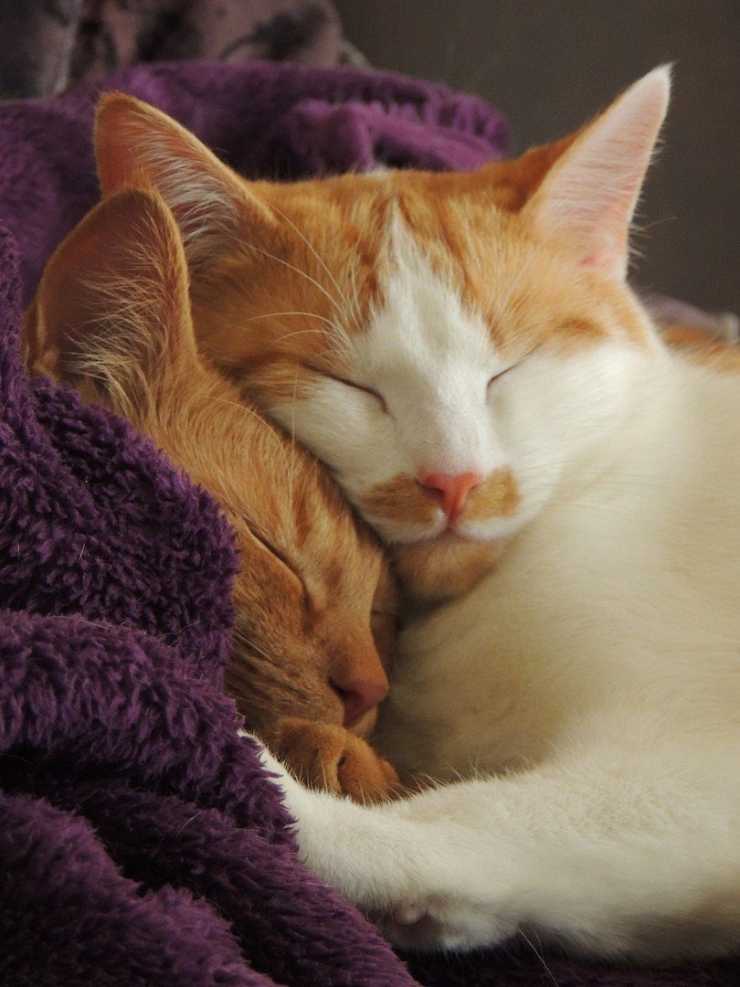 Sunny & Josi