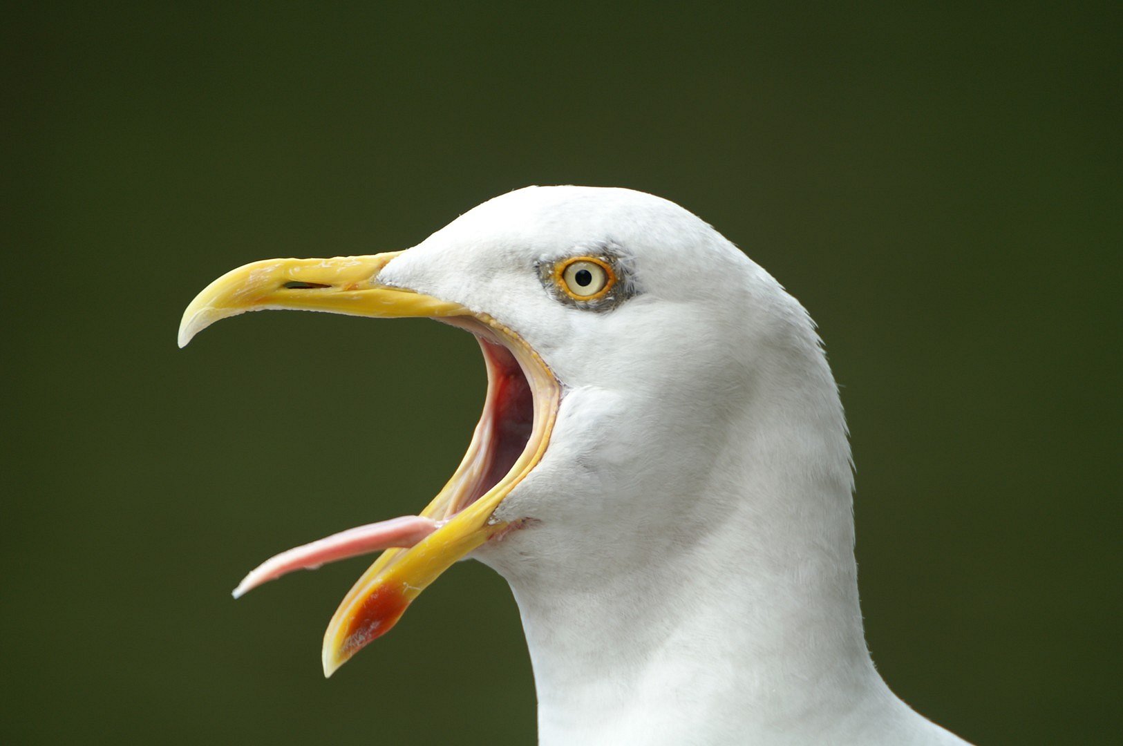 Zilvermeeuw