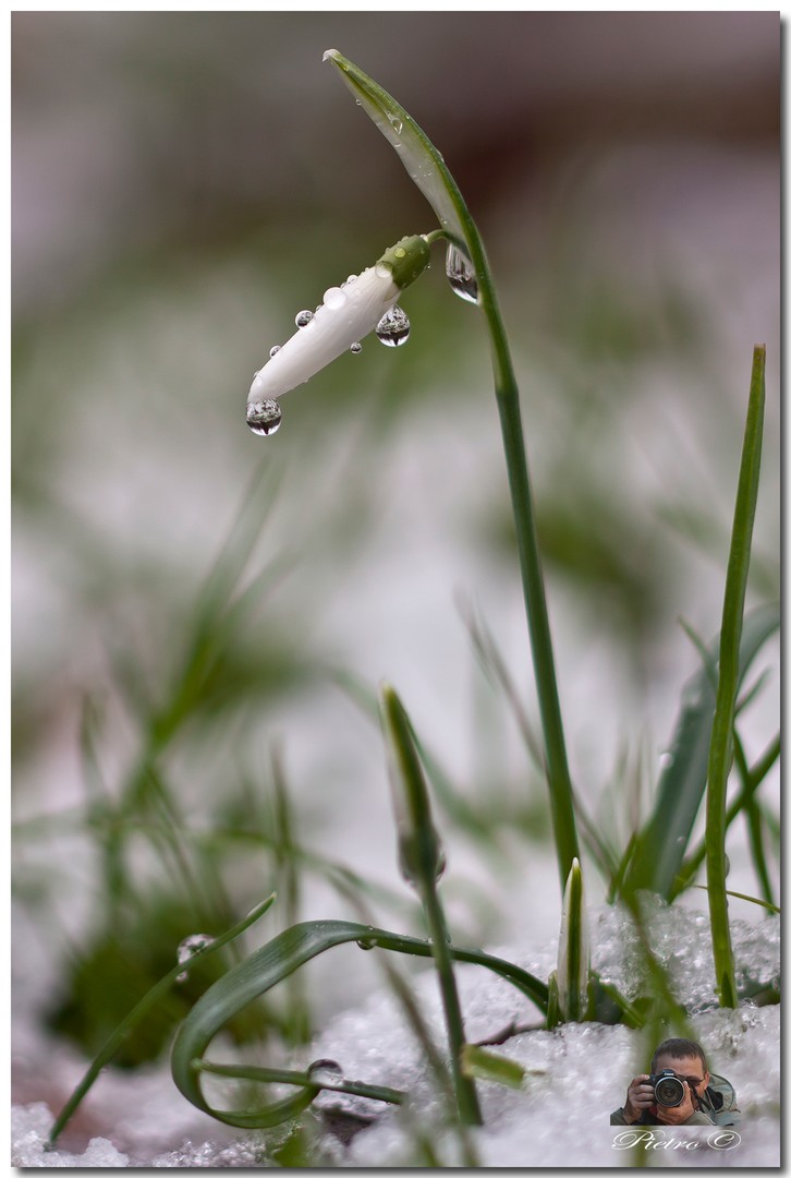 bucaneve (Galanthus nivalis)