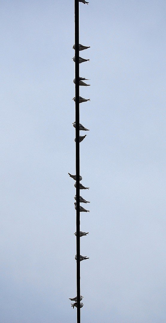 Oiseaux.