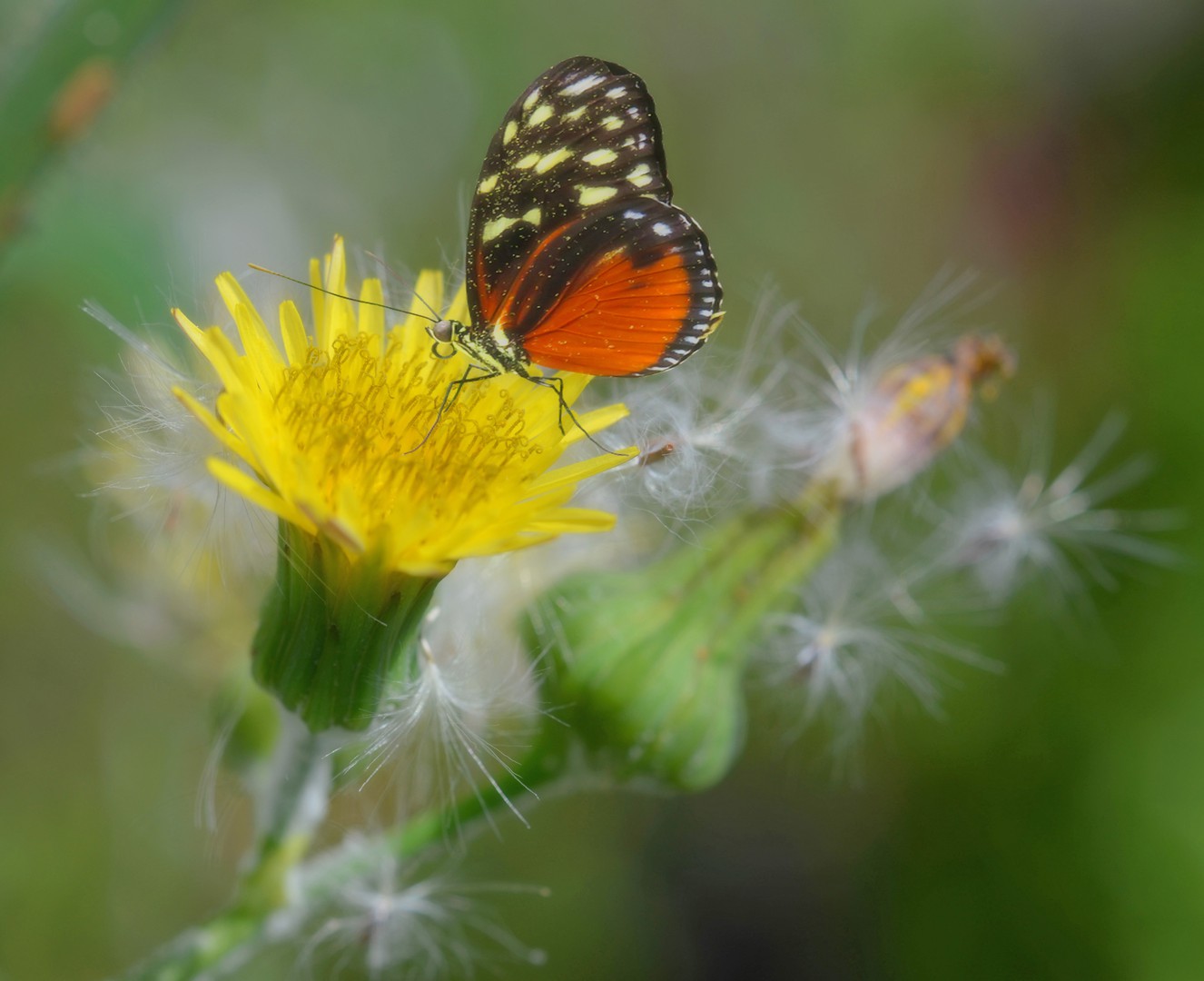 Tiger Longwing