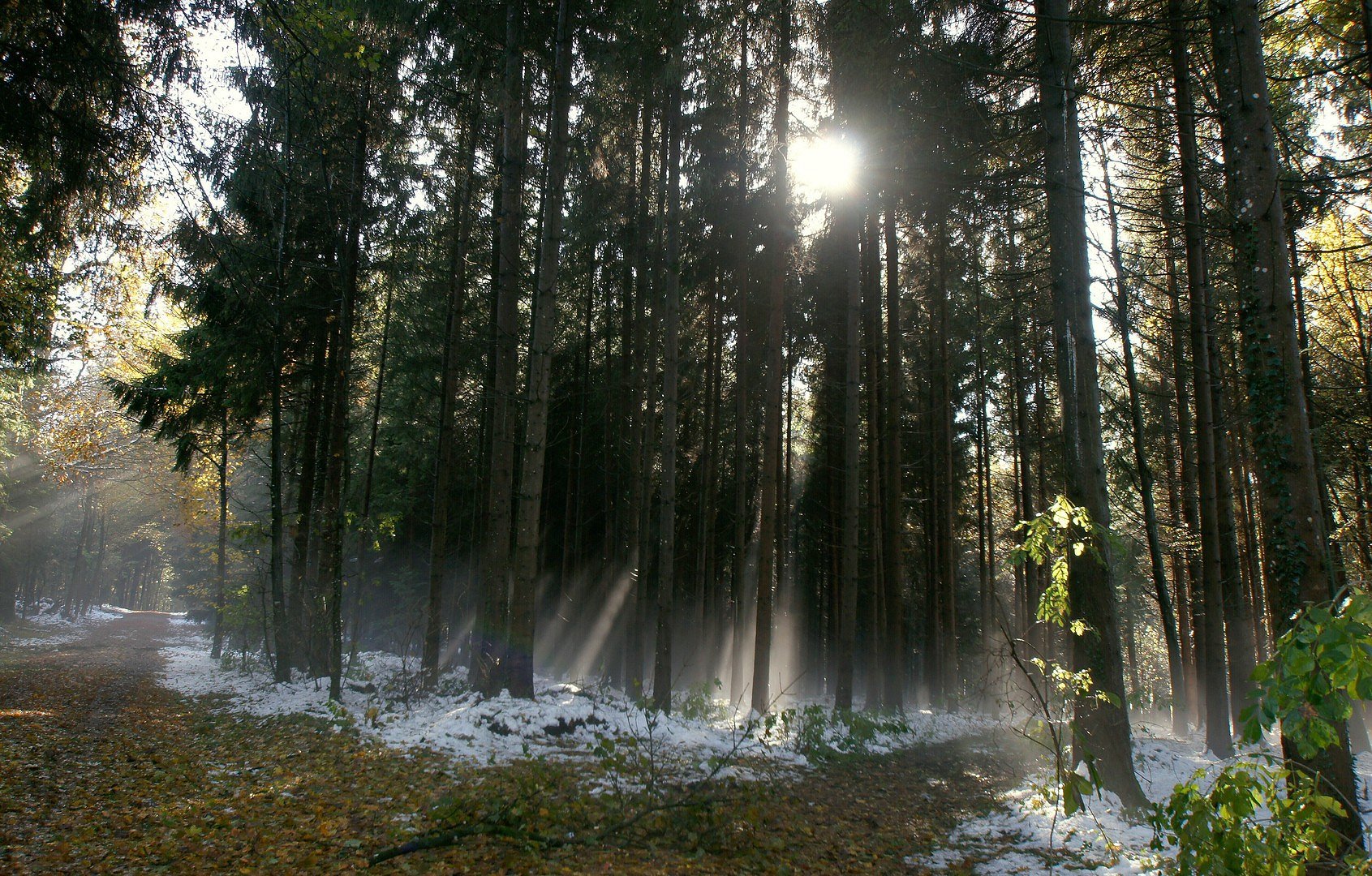 Sonnenschein im Wald