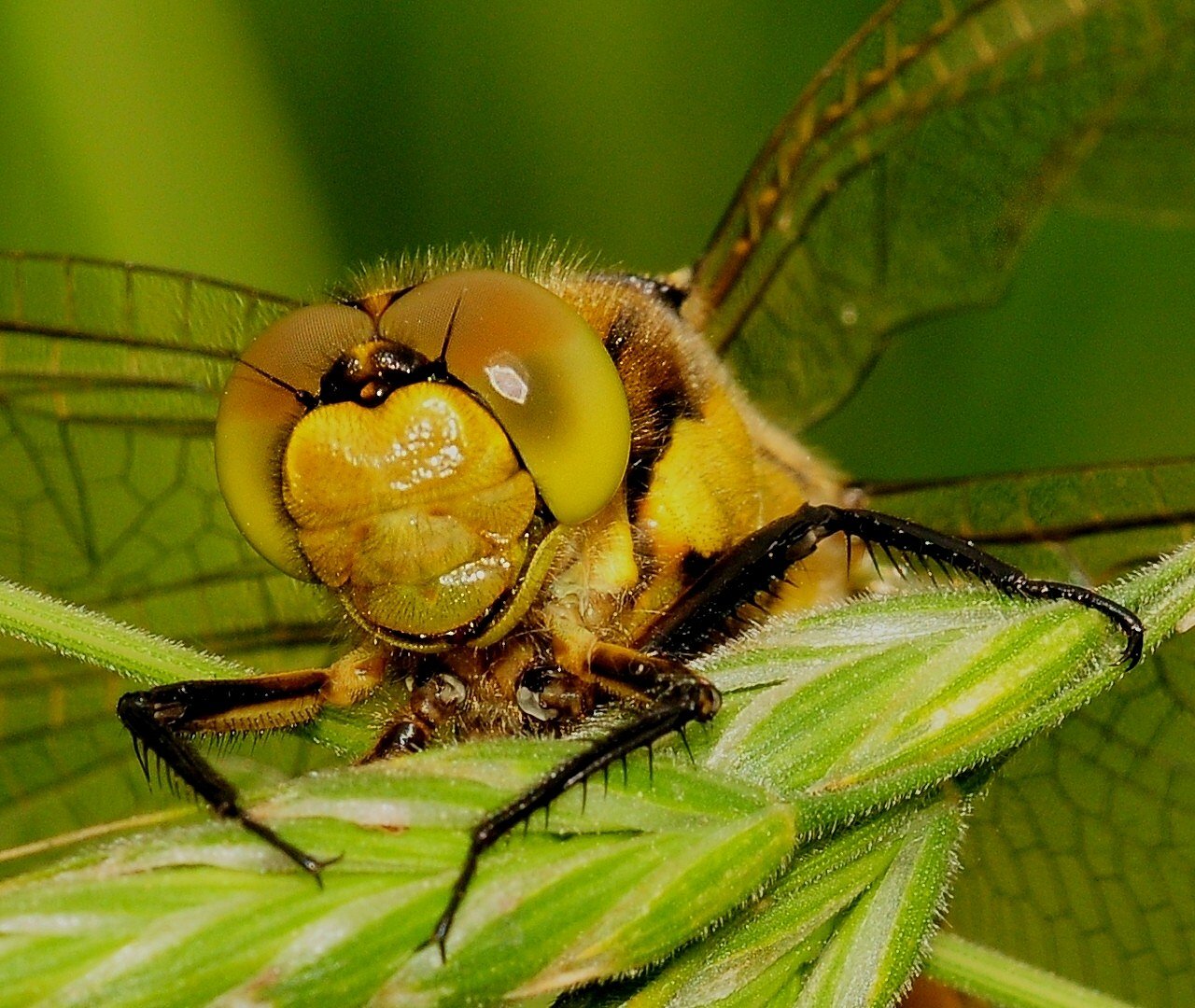 Libelle