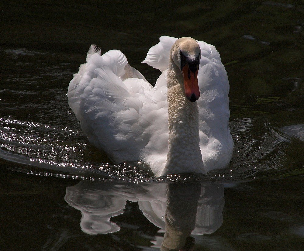 mein lieber Schwan