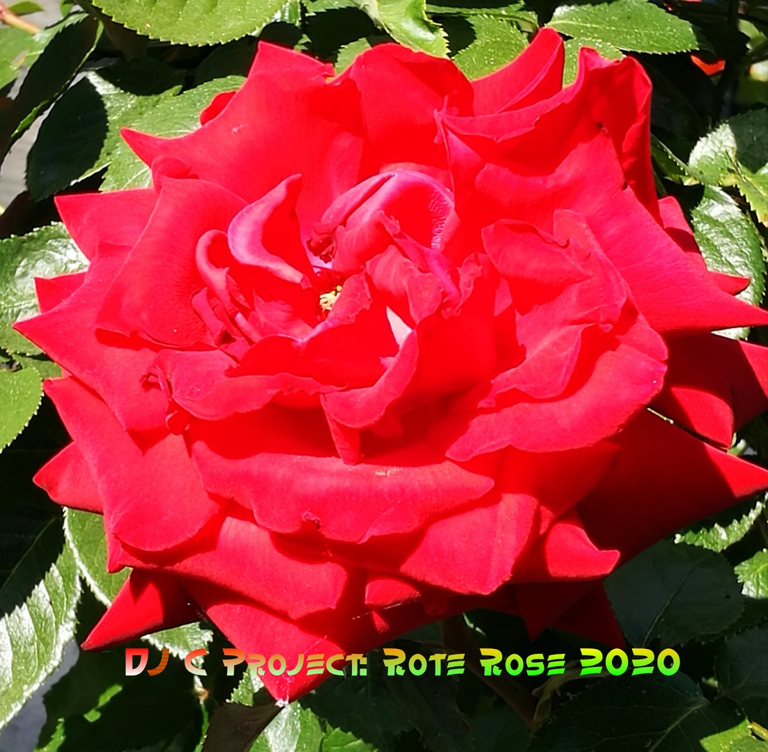 DJ C Project: Rote Rose 2020