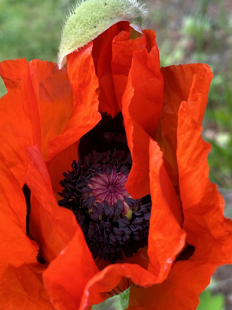 Mohnblume