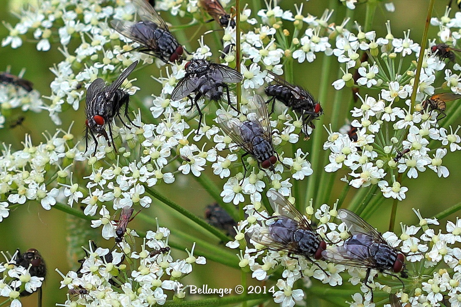 The flys to fast food