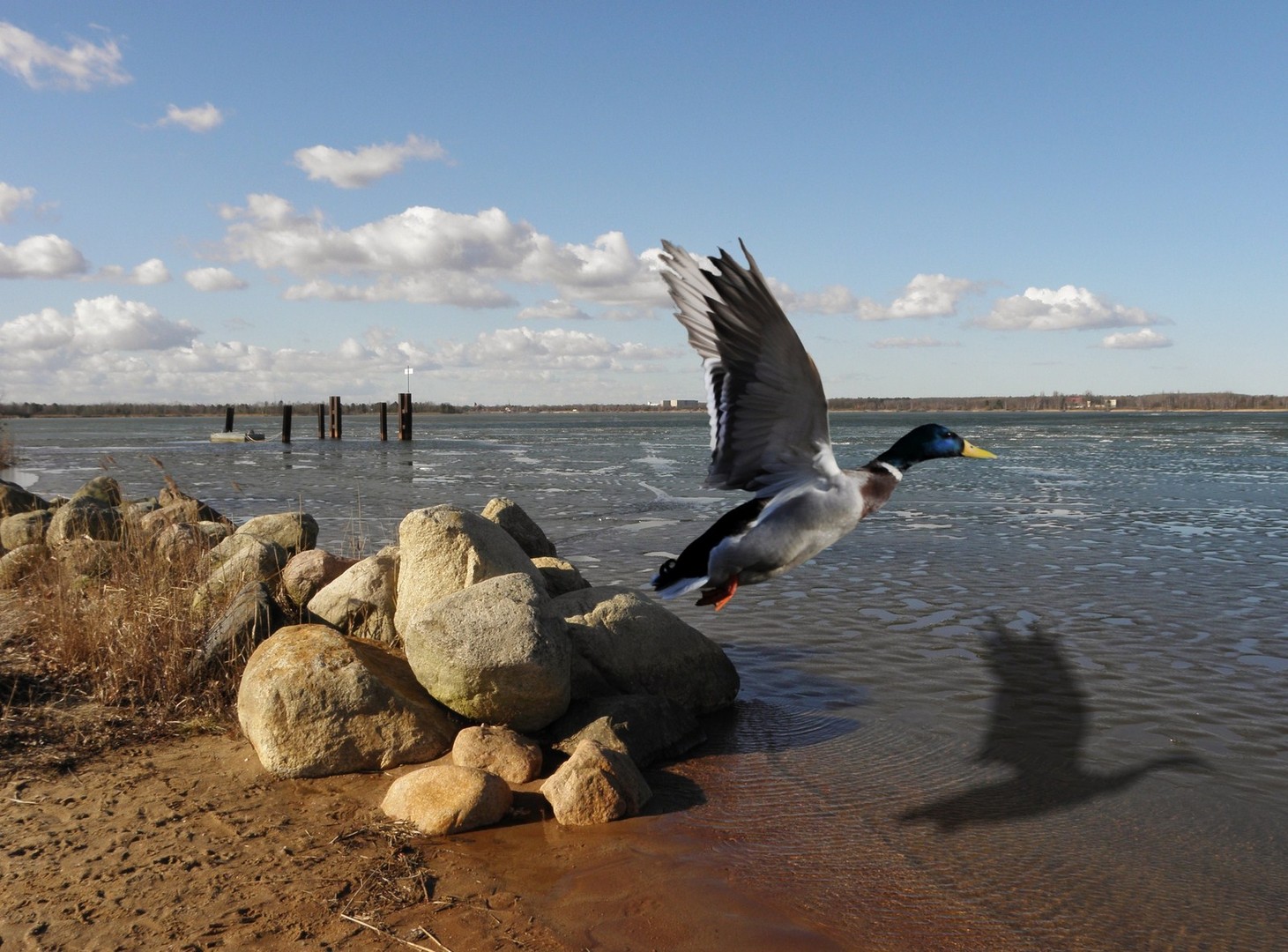 Das Eis bricht - die Ente fliegt