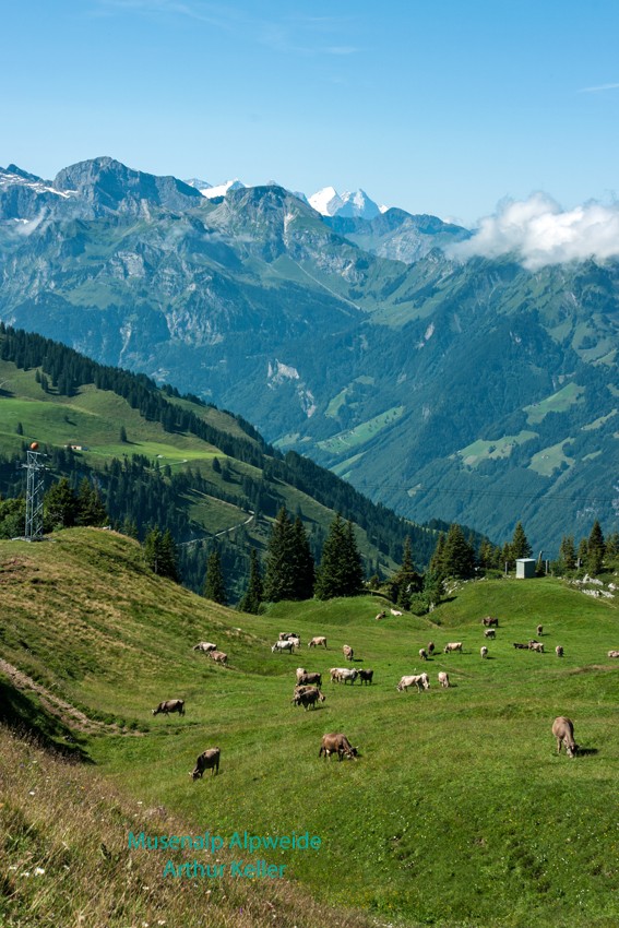 Alöpweide Musenalp