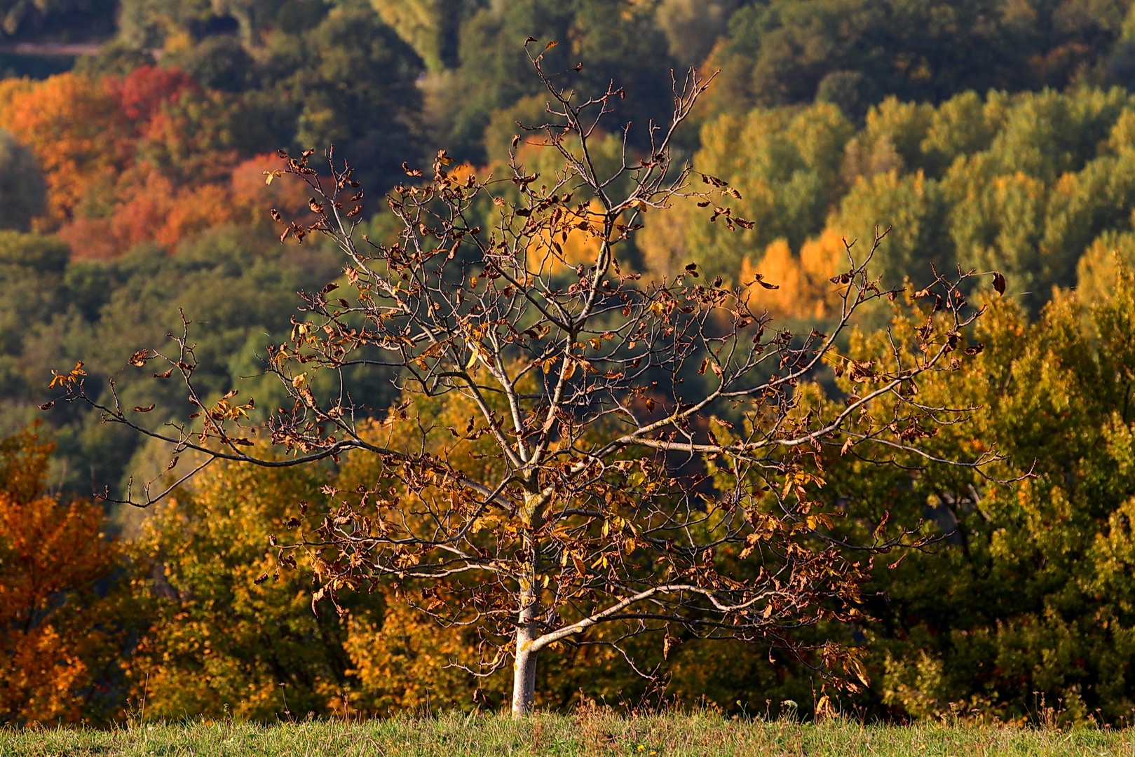 ein letzter Blick (Herbst)