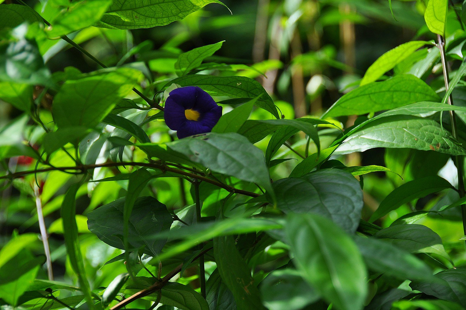 Morning Glory?