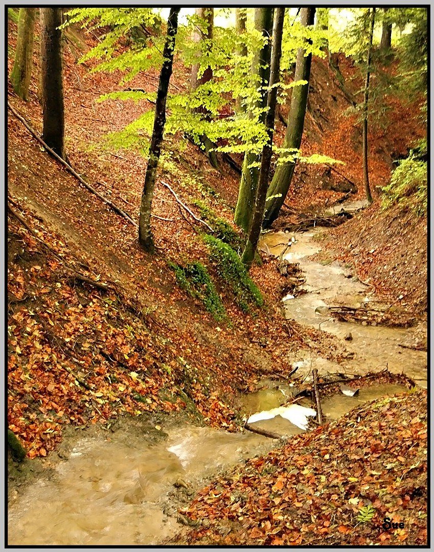 Herbstlicher Waldbach