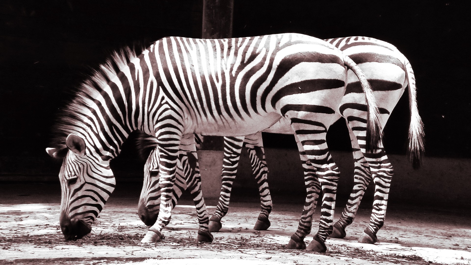 Zebraparade