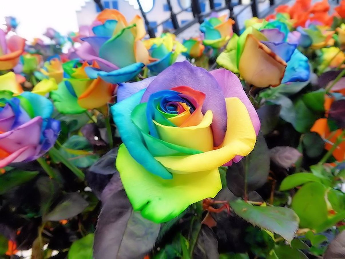 Harlekin Rose