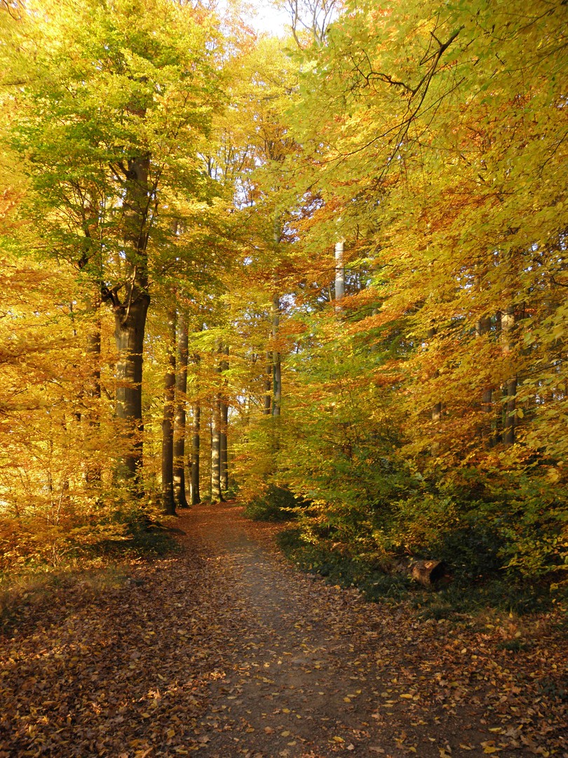 Ein Herbstspaziergang ...