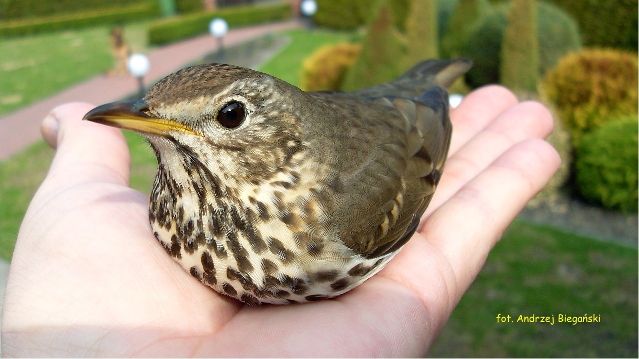 Drozd śpiewak = Turdi