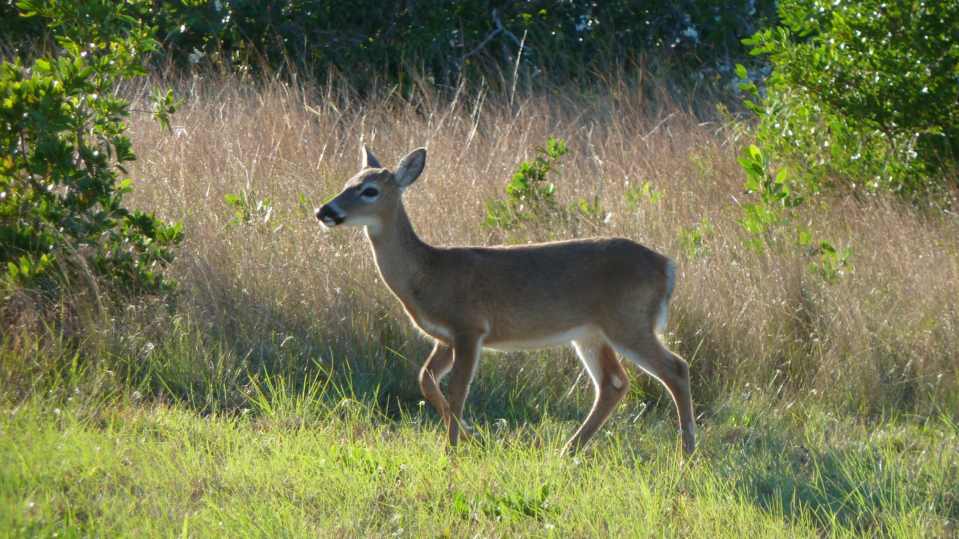 Key deer