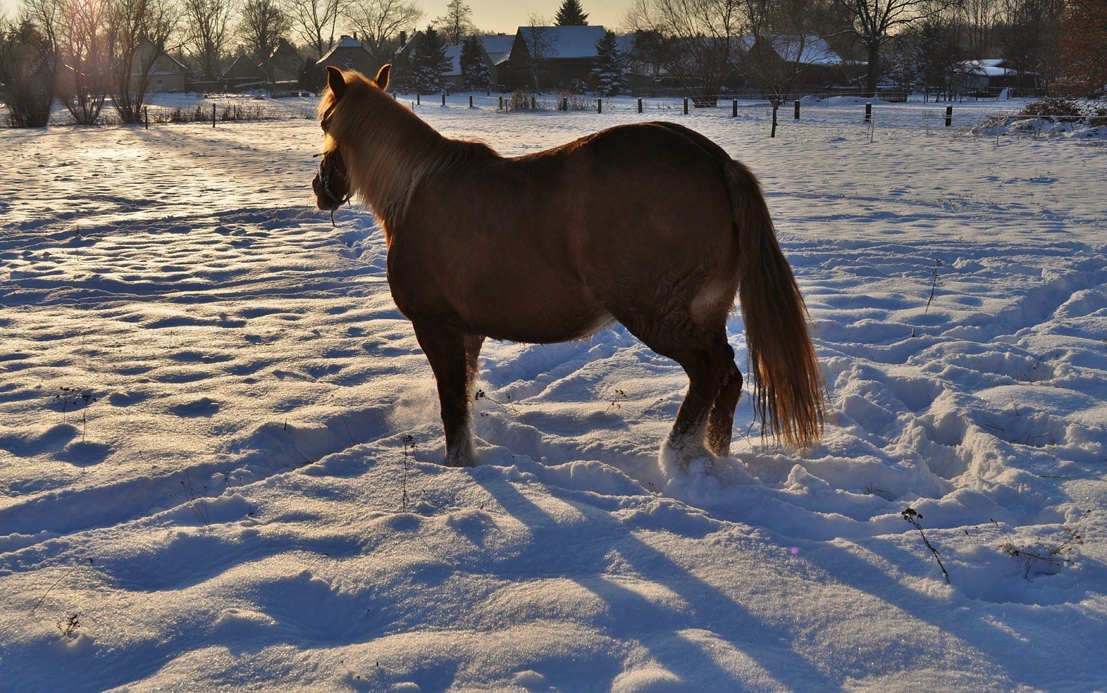 Pferd im Winter