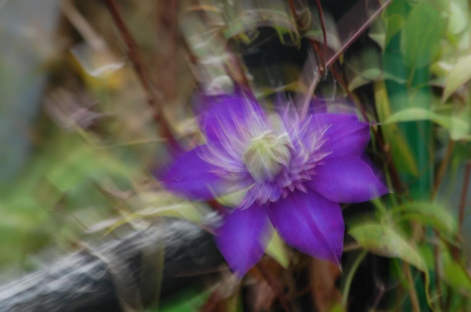 Clematis