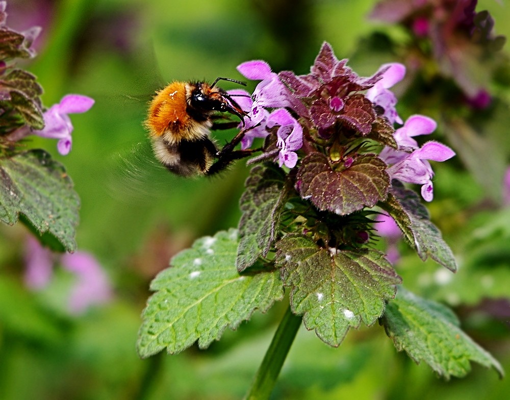 Vernaschte Hummel