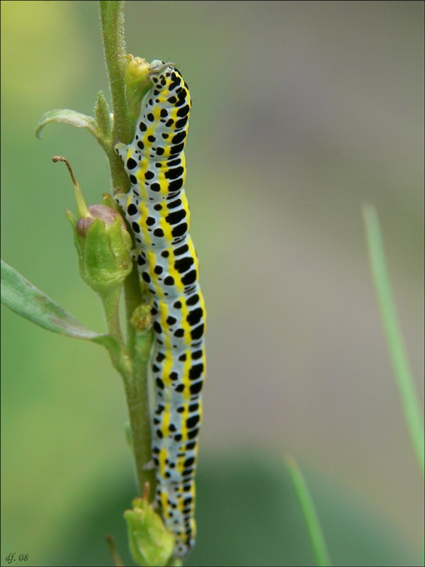 Kleine Raupe Nimmersatt