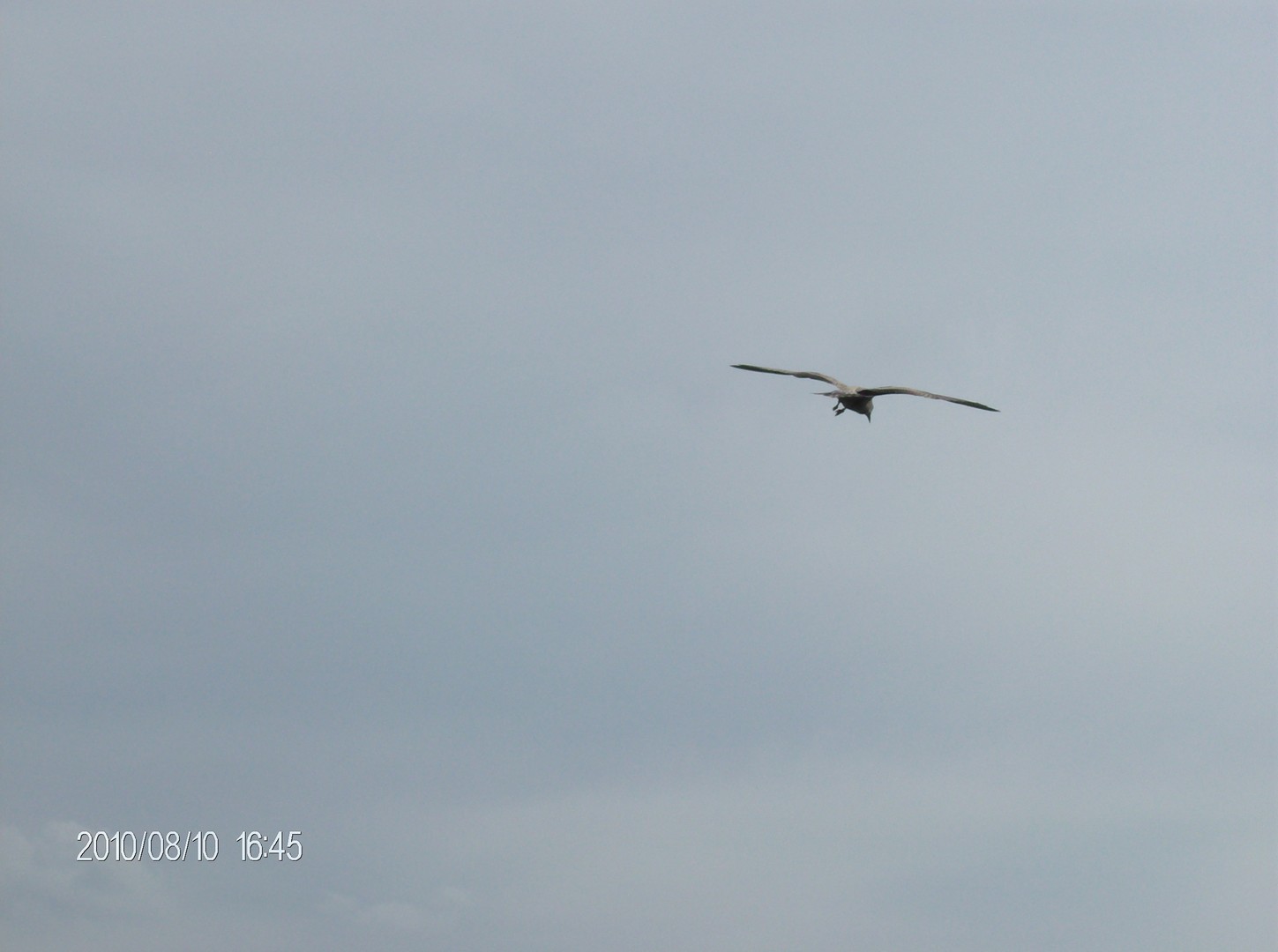 Möwe im Anflug auf Kiel