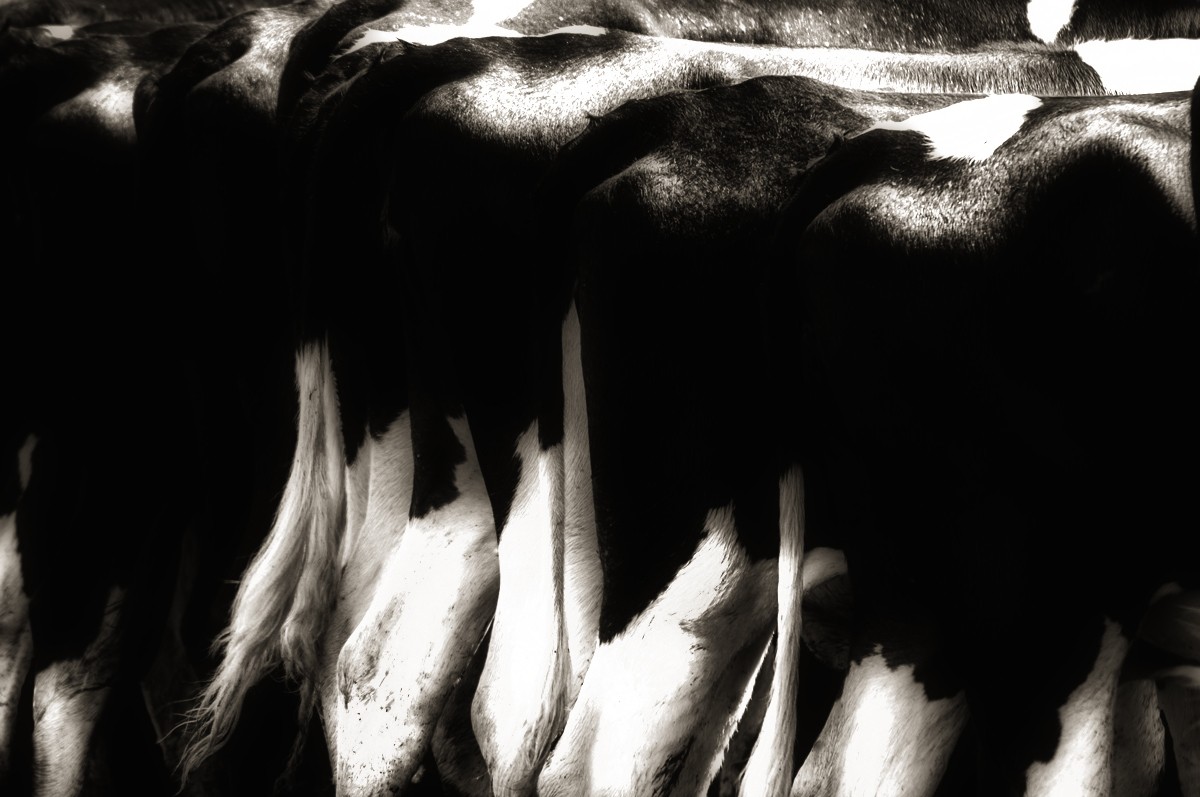 Kühe  mal von hinten