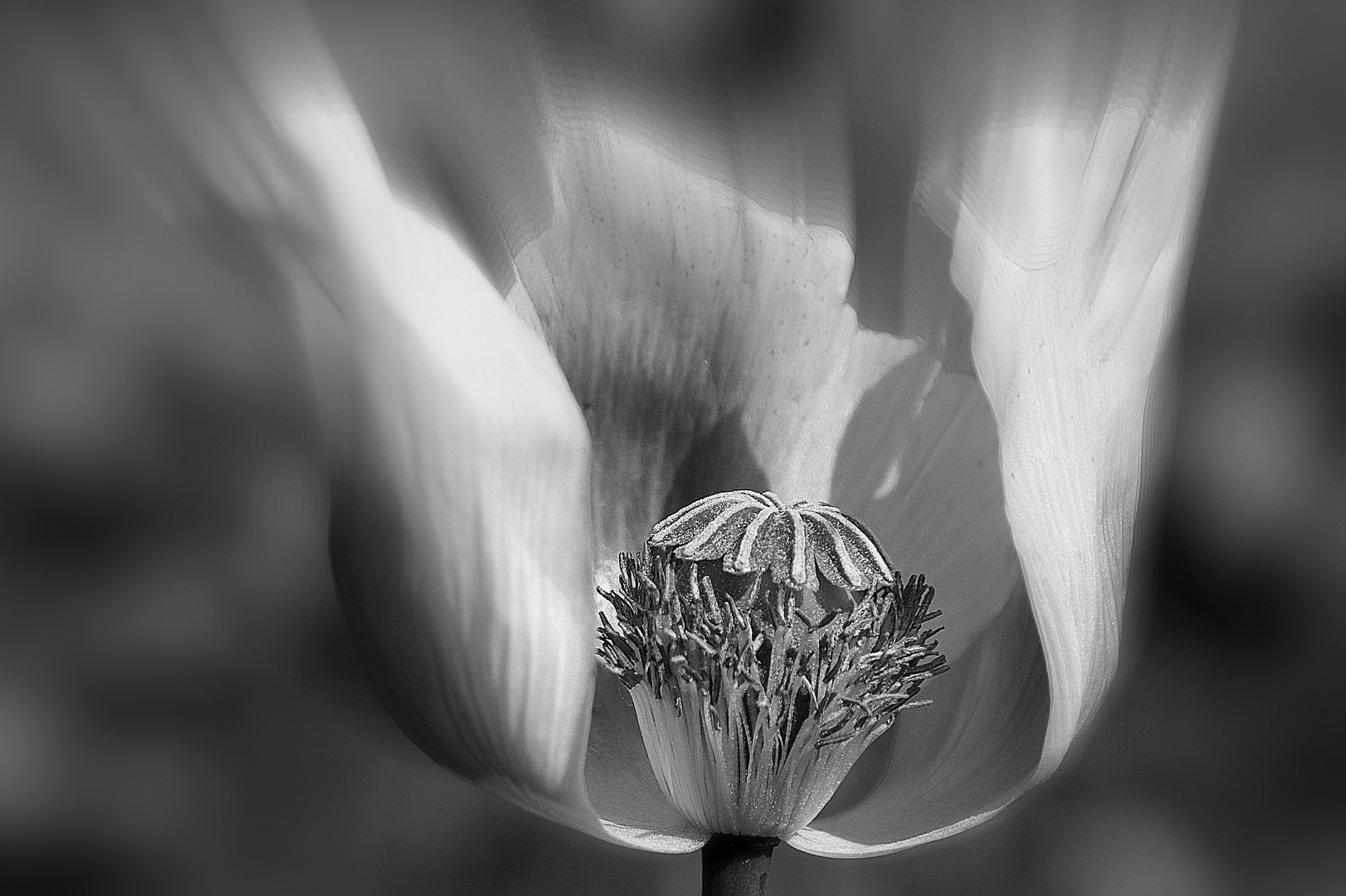 Kuchenmohn