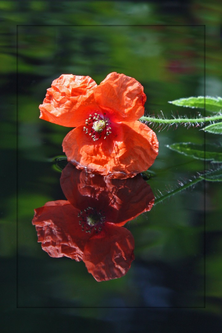 Mohn