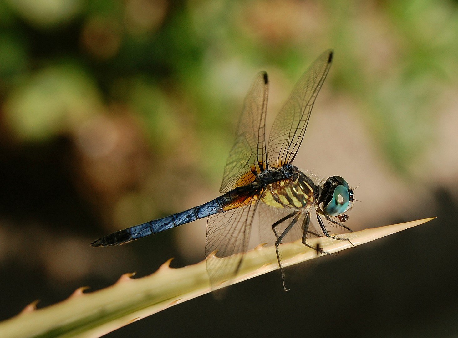 Libelle